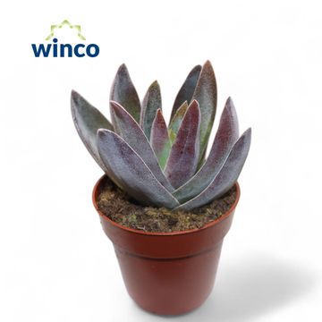 Crassula 'Garnet Lotus'