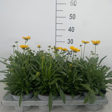 Coreopsis grandiflora 'Presto'