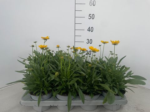 Coreopsis grandiflora 'Presto'