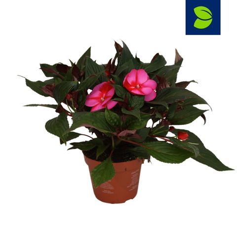 Impatiens COLORPOWER PURPLE FLAME