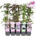 Clematis MONTANA MIX (M)