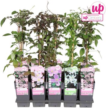 Clematis MONTANA MIX (M)
