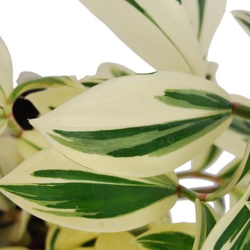 Costus arabicus 'Variegatus'