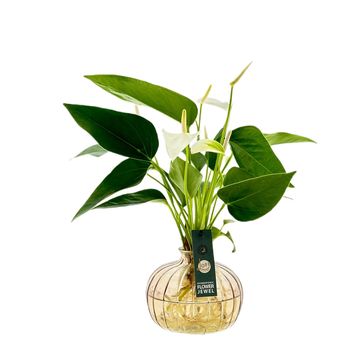 Arrangement Anthurium