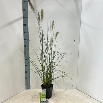 Pennisetum alopecuroides