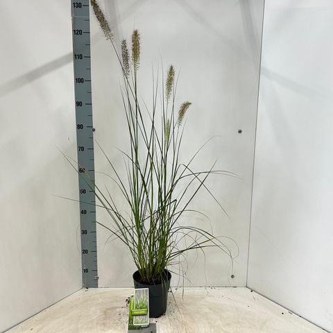 Pennisetum alopecuroides