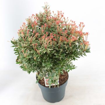 Pieris japonica 'Little Heath'