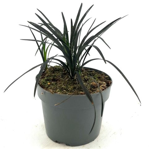 Ophiopogon planiscapus 'Niger'