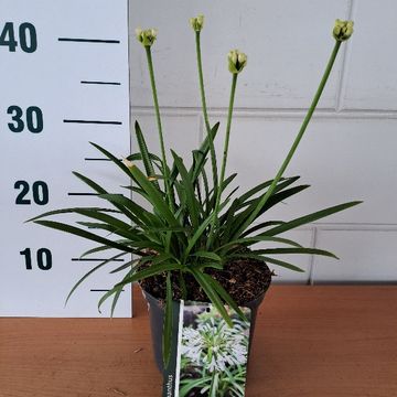 Agapanthus 'Petite Eskimo'