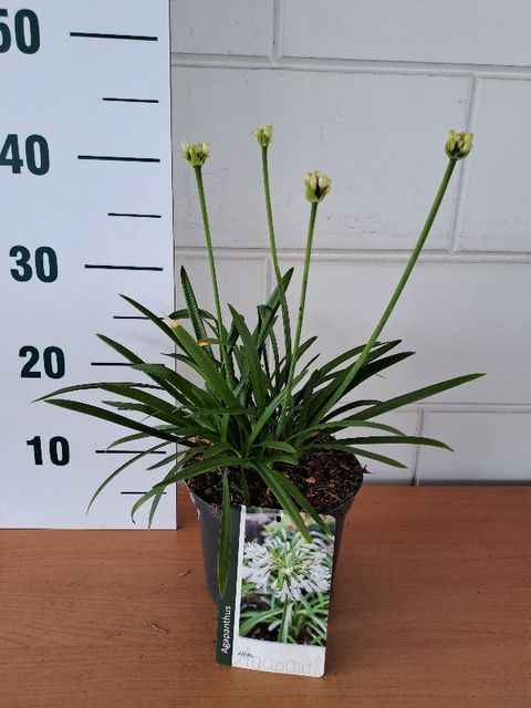 Agapanthus 'Petite Eskimo'