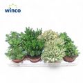 Crassula MIX
