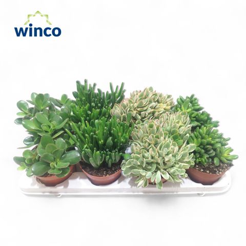 Crassula MIX