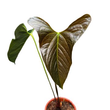 Anthurium papillilaminum 'Ree Gardens' x sp. Napo