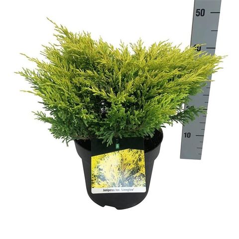 Juniperus horizontalis 'Limeglow'