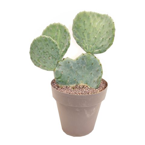 Opuntia robusta