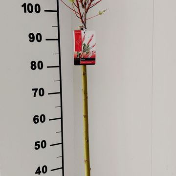 Salix integra 'Flamingo'