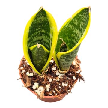 Sansevieria trifasciata 'Futura Superba'