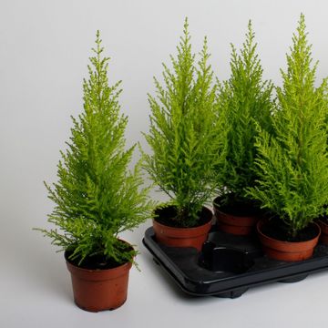 Cupressus macrocarpa 'Goldcrest Wilma'