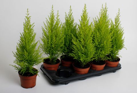 Cupressus macrocarpa 'Goldcrest Wilma'