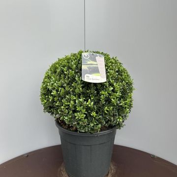 Ilex crenata DARK GREEN