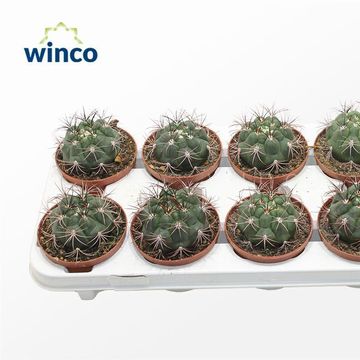 Gymnocalycium saglionis