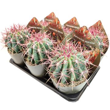 Ferocactus stainesii