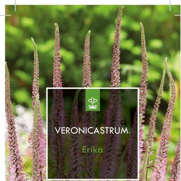 Veronicastrum virginicum 'Erika'