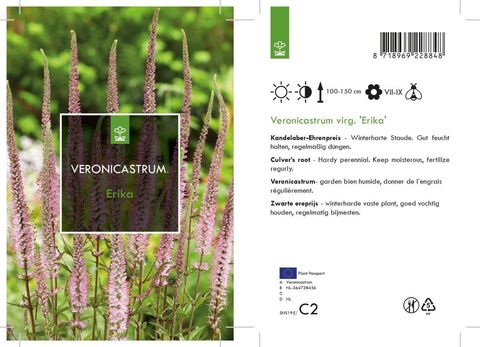 Veronicastrum virginicum 'Erika'