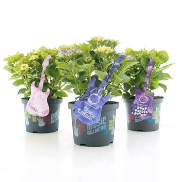 Hydrangea macrophylla MUSIC COLLECTION MIX