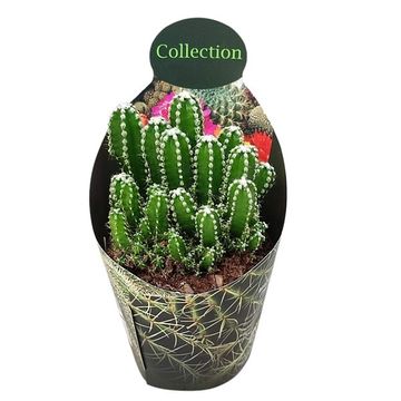 Cereus repandus inermis