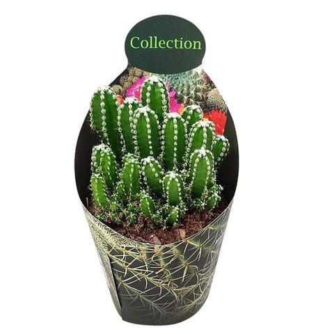 Cereus repandus inermis