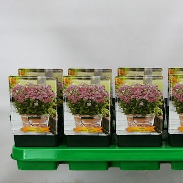 Achillea millefolium  MILLY ROCK ROSE