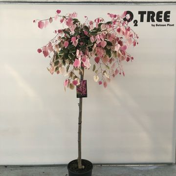 Cercis canadensis CAROLINA SWEETHEART
