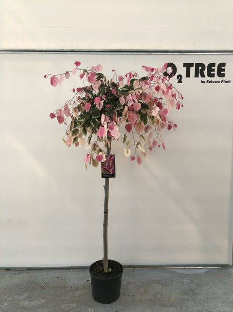 Cercis canadensis CAROLINA SWEETHEART