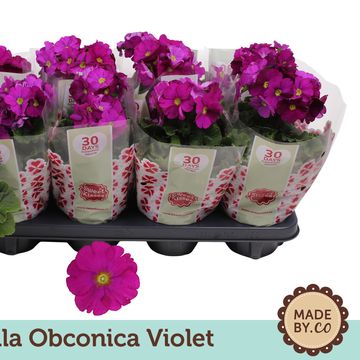 Primula obconica 'Touch Me Violet'