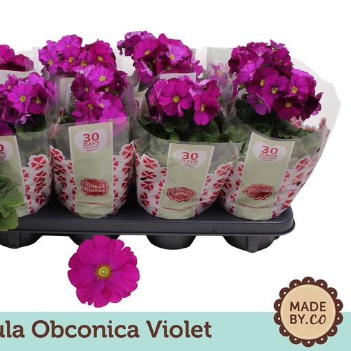 Primula obconica 'Touch Me Violet'