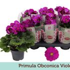 Primula obconica 'Touch Me Violet'