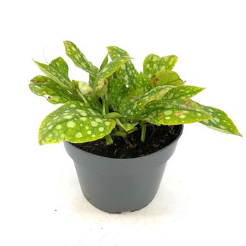 Pulmonaria officinalis 'Sissinghurst White'