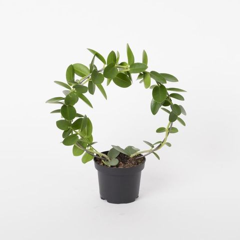 Hoya cumingiana