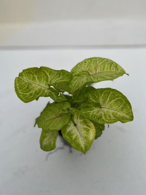 Syngonium 'Golden Allusion'