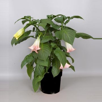 Brugmansia BUSH PINK