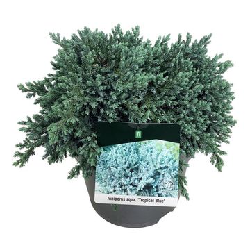 Juniperus squamata 'Tropical Blue'