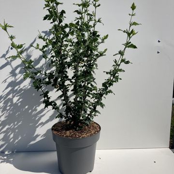 Hibiscus syriacus 'William R. Smith'