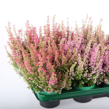 Erica gracilis BEAUTY QUEEN MIX