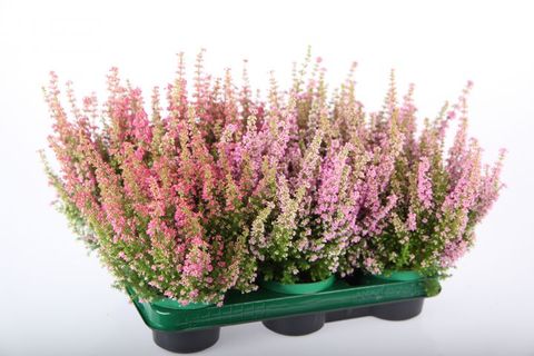 Erica gracilis BEAUTY QUEEN MIX