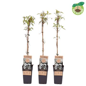 Clematis montana grandiflora (M)