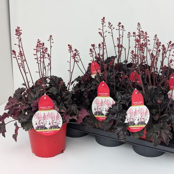 Heuchera HIP HOP HOORAY
