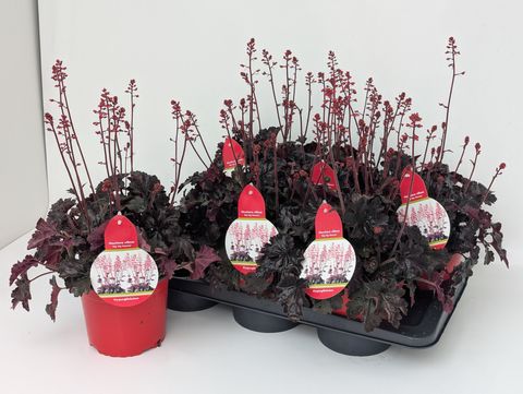 Heuchera HIP HOP HOORAY