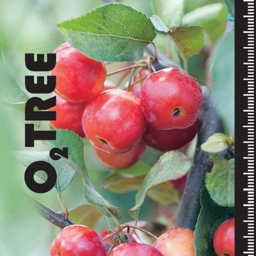 Malus 'Red Sentinel'