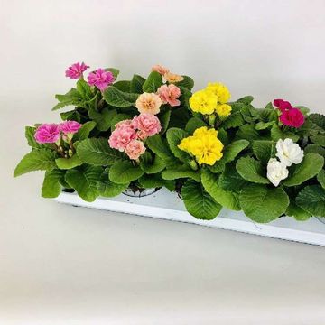 Primula DREAMER MIX